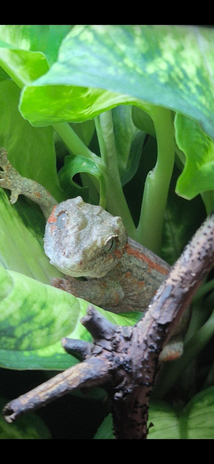 gargoyle gekko, 0 tot 2 jaar