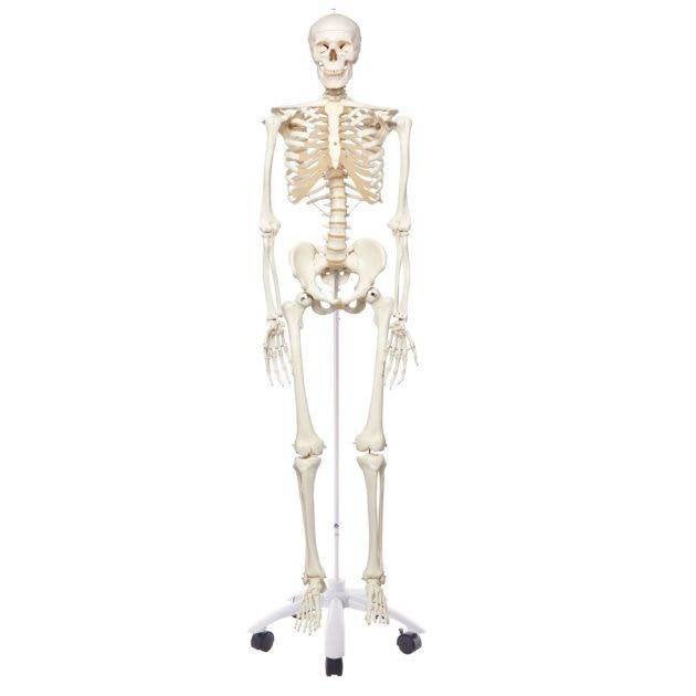 Skelet voor student geneeskunde - anatomie, Diversen, Ophalen, Zo goed als nieuw