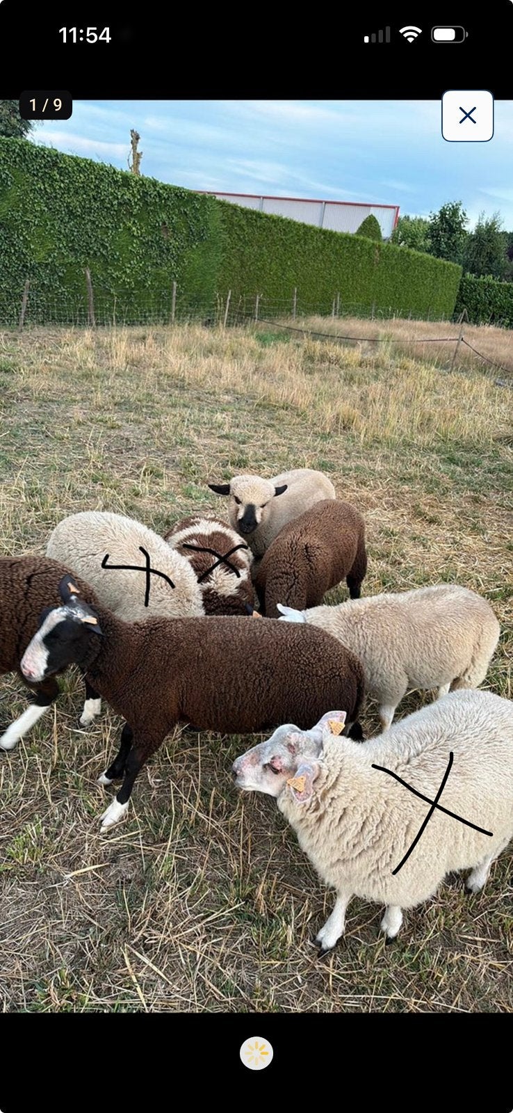 Ram Lammers, Mâle, Mouton