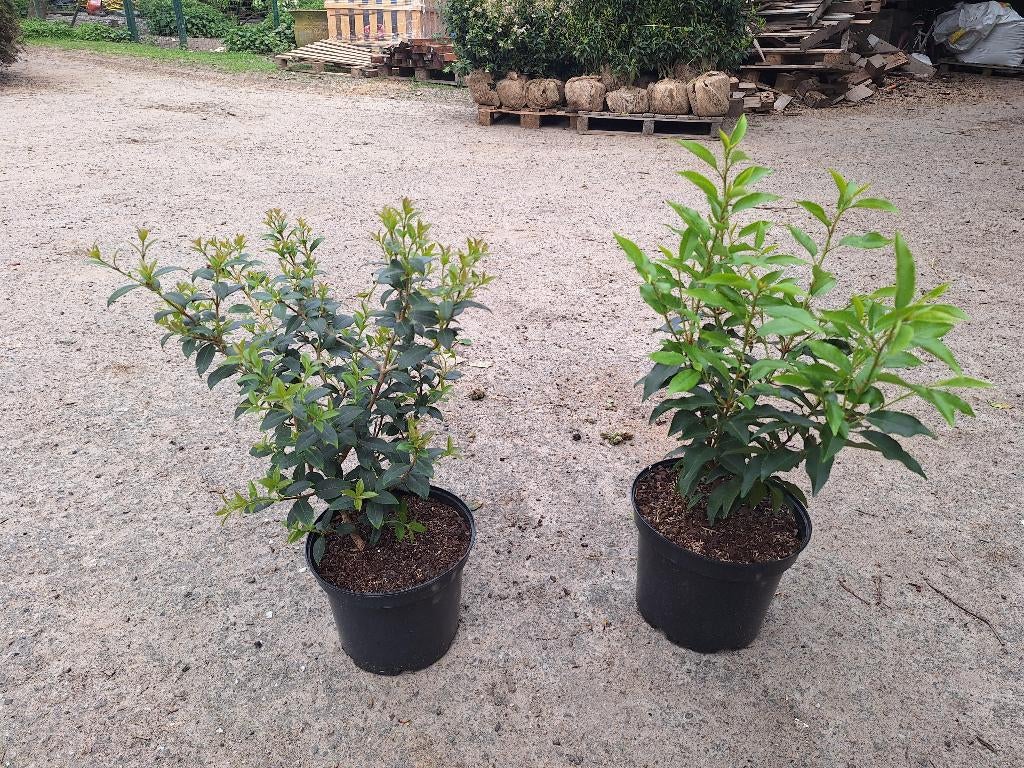 Osmanthus en Prunus lusitanica, Tuin en Terras, Ophalen, Laurier, Haag, Minder dan 100 cm