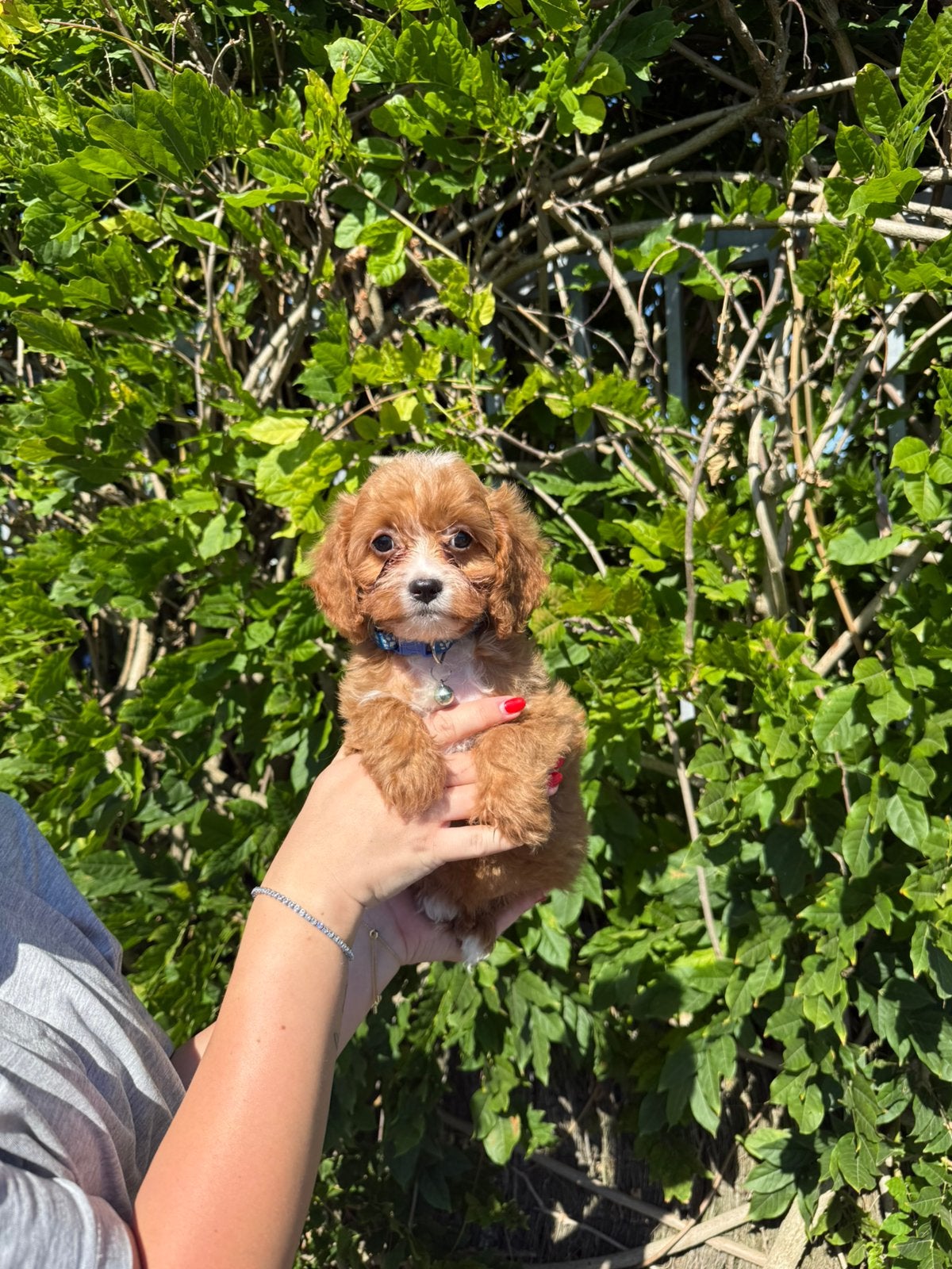 Lieve cavapoo pups, Maladie de Carré (chiens), Autres races, Plusieurs, Belgique