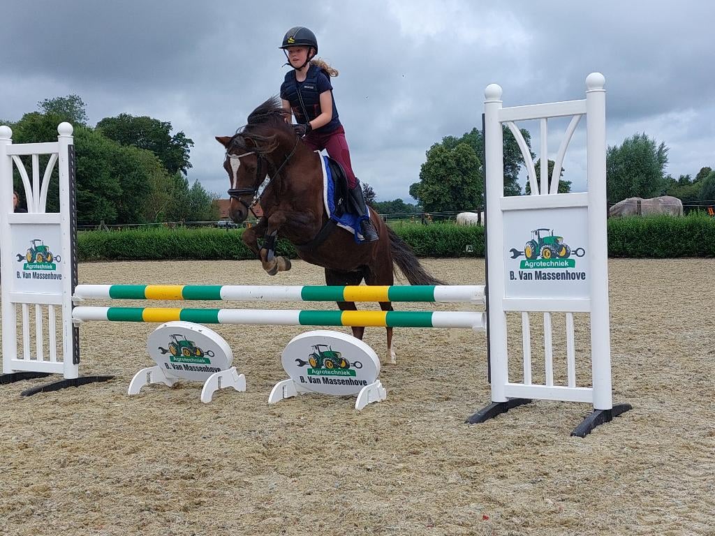 Allround C-pony, Dieren en Toebehoren, Pony's, Merrie, B, C pony (1.27m tot 1.37m), 11 jaar of ouder, Met stamboom, Gechipt, Ontwormd