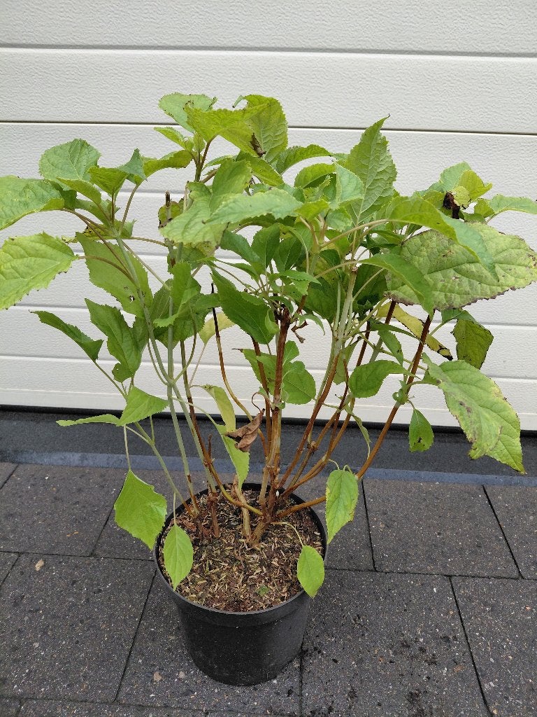 Hydrangea Annabelle, Tuin en Terras, Ophalen, Hortensia
