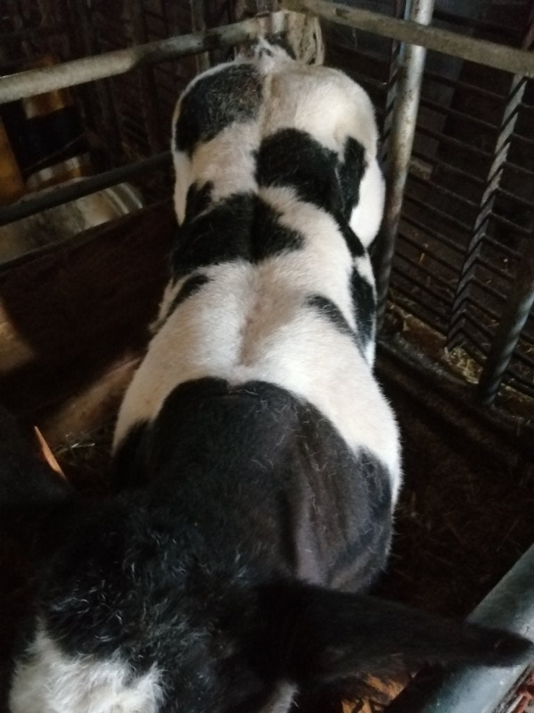 Stierkalfstierkalf, Dieren en Toebehoren, Mannelijk