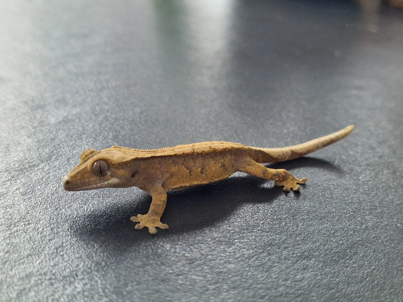 Baby wimpergecko