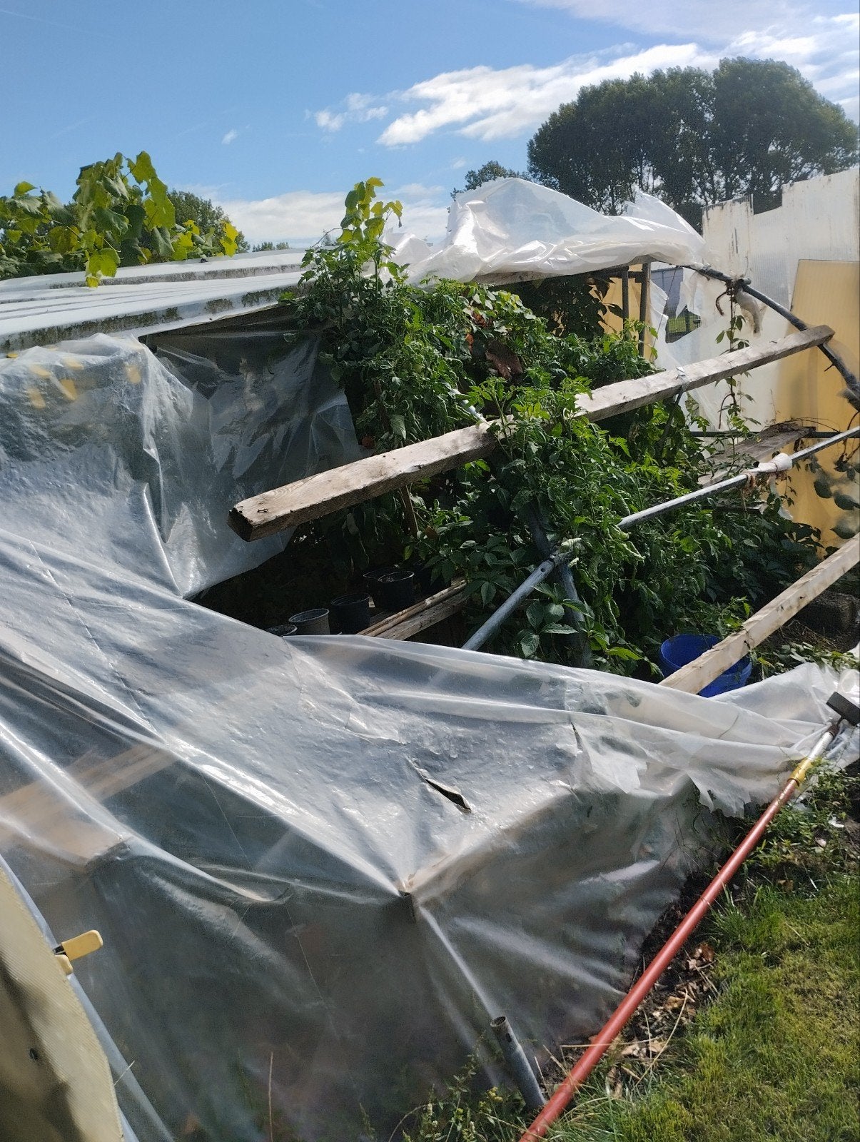 koepel serre nog goede baren, Jardin & Terrasse, Enlèvement, Utilisé, Serre