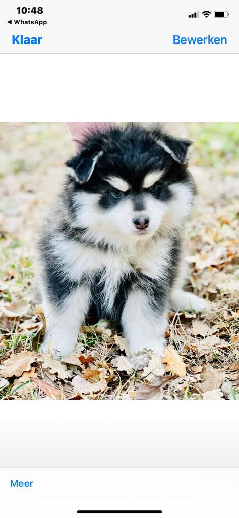 Pomsky , Mini Husky pups, klein type, vrolijk karakter, Parvo, België, 8 tot 15 weken, Poolhond