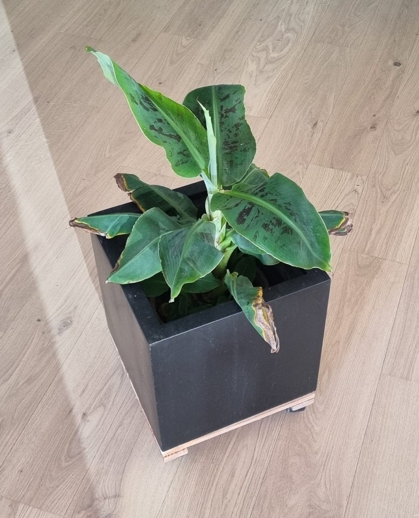 Bloempot in kunststof, zwart, inclusief trolley, 30x30x30 cm, 25 tot 40 cm, Kunststof, Gebruikt, Vierkant