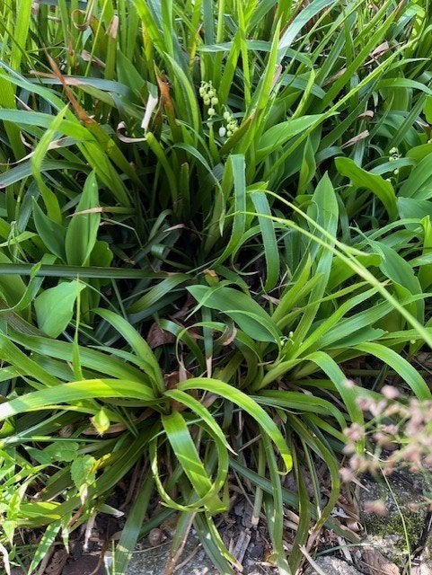 siergras plantjes, Ophalen