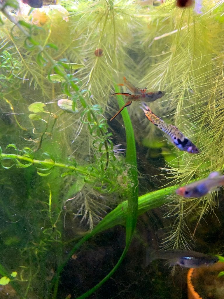 Endler guppies, Dieren en Toebehoren, Vissen | Aquariumvissen, Vis, Zoetwatervis, Schoolvis