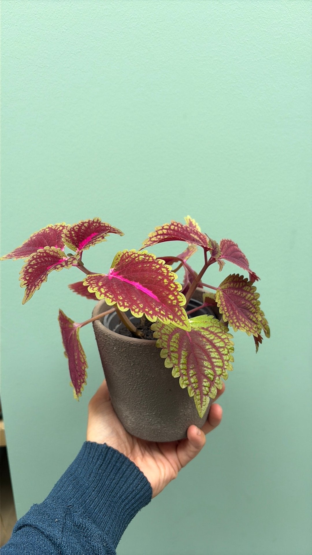Plant sierbetel in pot, Ophalen, In pot