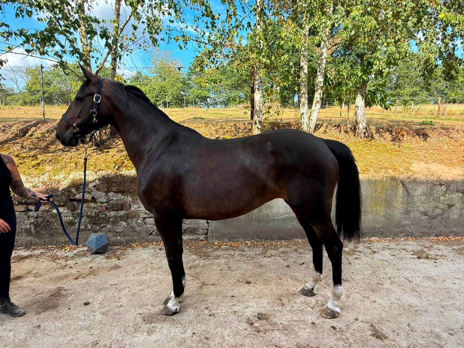 Merrie 11 jaar, Dieren en Toebehoren, Paarden, Merrie