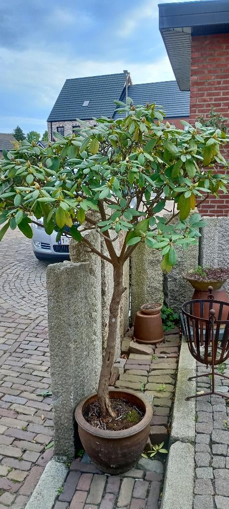 rododendrum op stam, Ophalen, Lente, Vaste plant