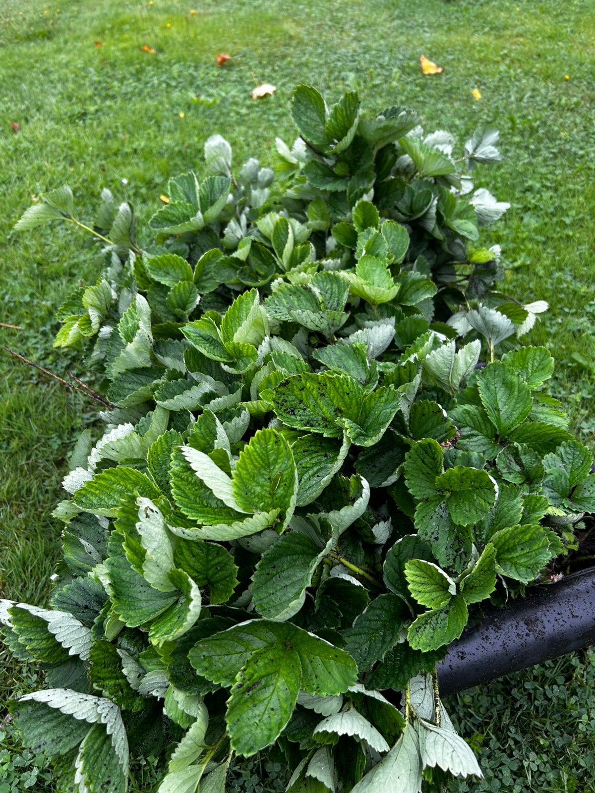 GOED GEWORTELDE AARDBEIPLANTEN, Tuin en Terras, Planten | Struiken en Hagen, Ophalen