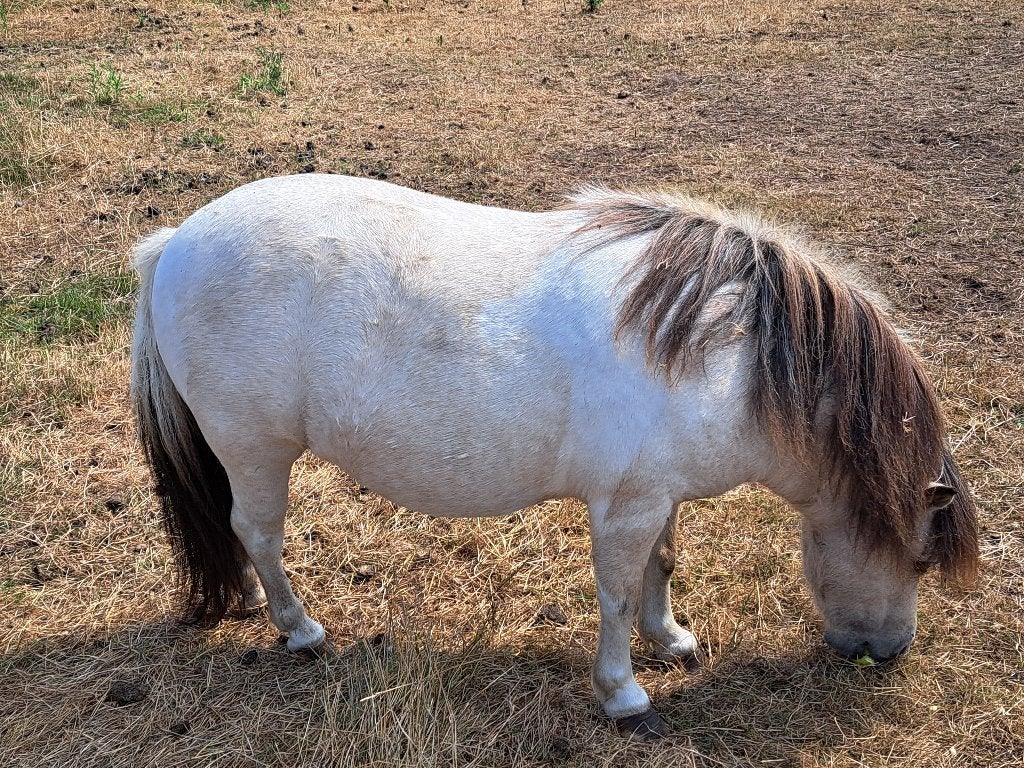 Shetland merrie met stamboekpapieren, Dieren en Toebehoren, Merrie, Met stamboom