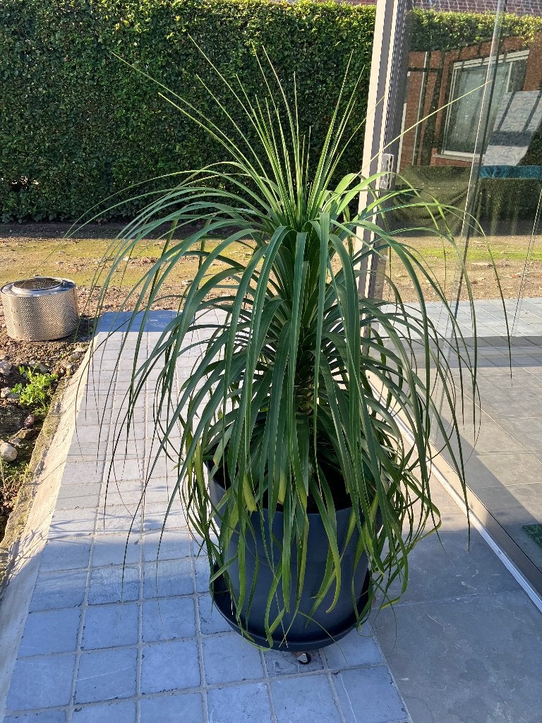 oliefantenpoot, Maison & Meubles, Ficus, En pot, Plein soleil, Enlèvement
