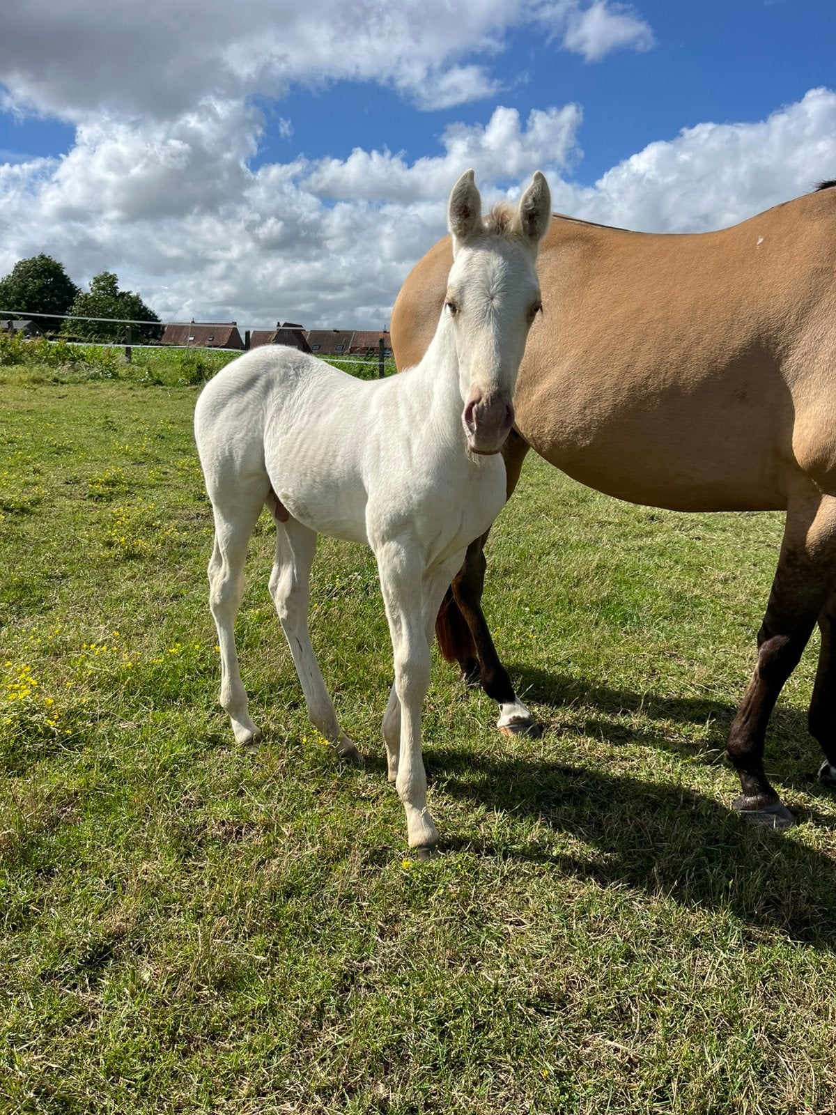 AQHA grullo champagne, Minder dan 160 cm, Met stamboom, Niet van toepassing, 0 tot 2 jaar