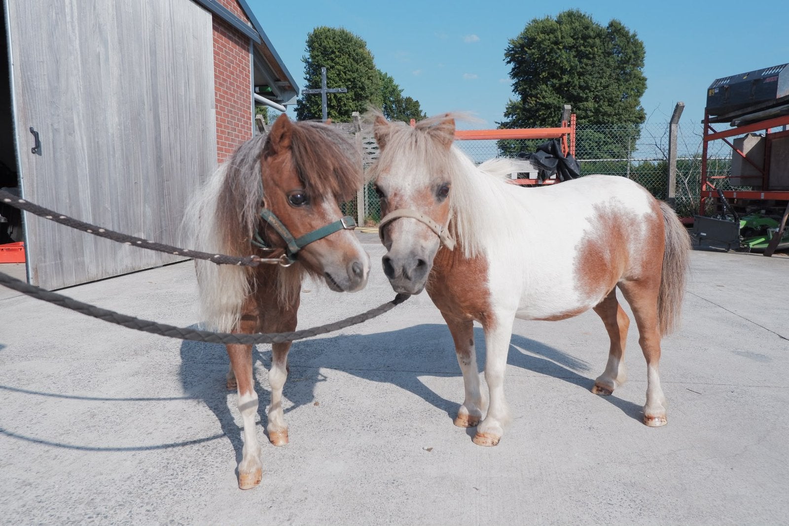 Minipaardjes, Dieren en Toebehoren