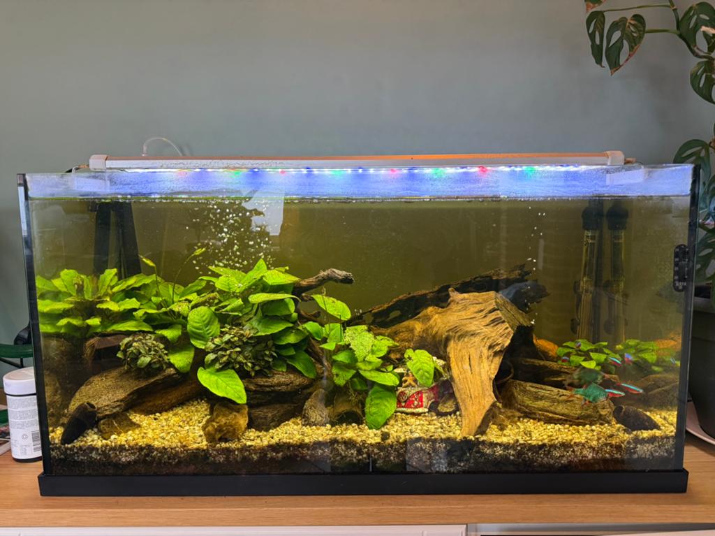 Aquarium 110l met alles inbegrepen, Ophalen, Inclusief vissen, Gebruikt, Gevuld zoetwateraquarium