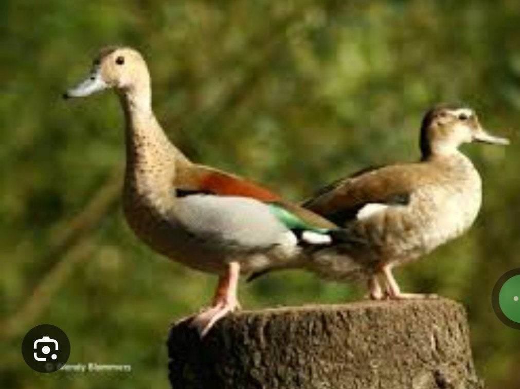 Roodschouders, Animaux & Accessoires, Volatiles, Canard