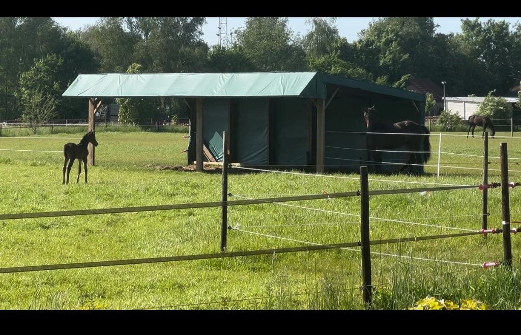 Schuilstal paarden, Weidegang, 4 paarden of pony's of meer