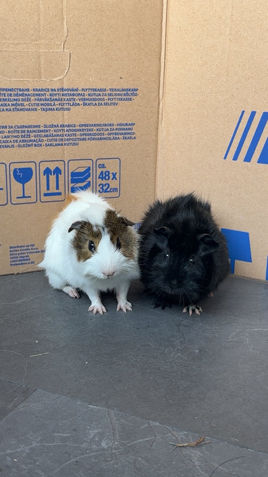 Cavias, Dieren en Toebehoren, Mannelijk, Tam, Maart, Cavia