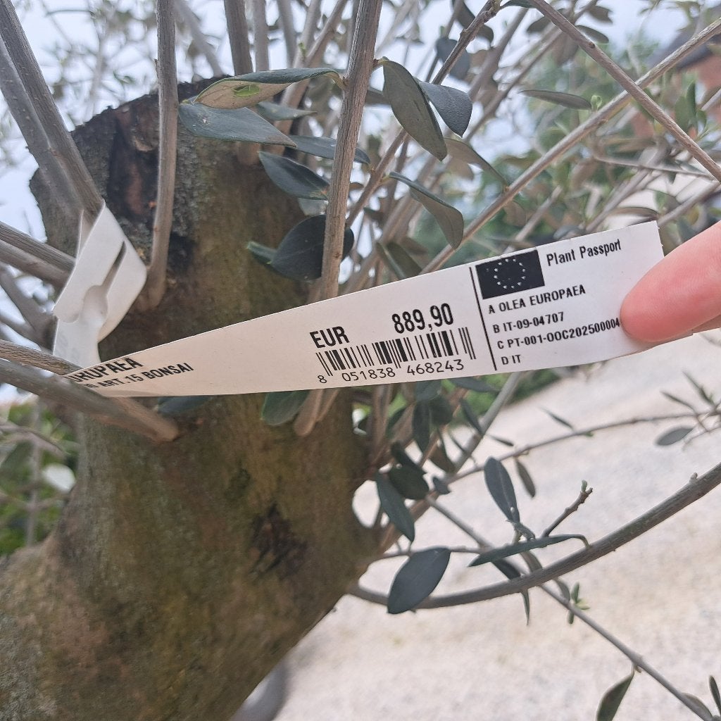 Oliviers à vendre, Jardin & Terrasse, En pot, 100 à 250 cm, Plein soleil, Enlèvement