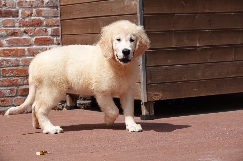 Magnifiques chiots Golden Retriever, avec pedigree, Golden retriever, Maladie de Carré (chiens), Plusieurs, Belgique
