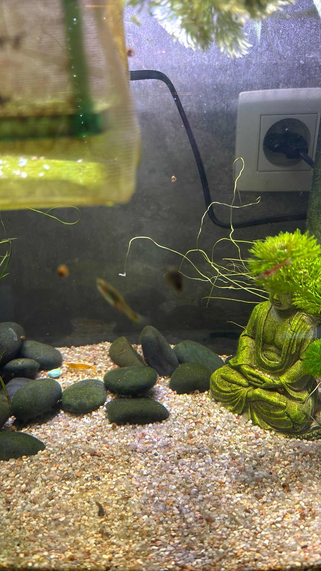 aquarium slakken gratis, Slak of Weekdier, Zoetwatervis