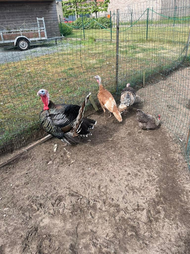 Mooi kalkoenen 1 haan en 3 hennen, Dieren en Toebehoren, Pluimvee