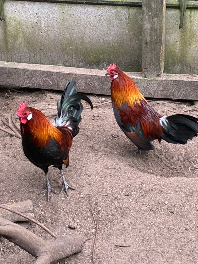 Rashaan, Mannelijk, Kip