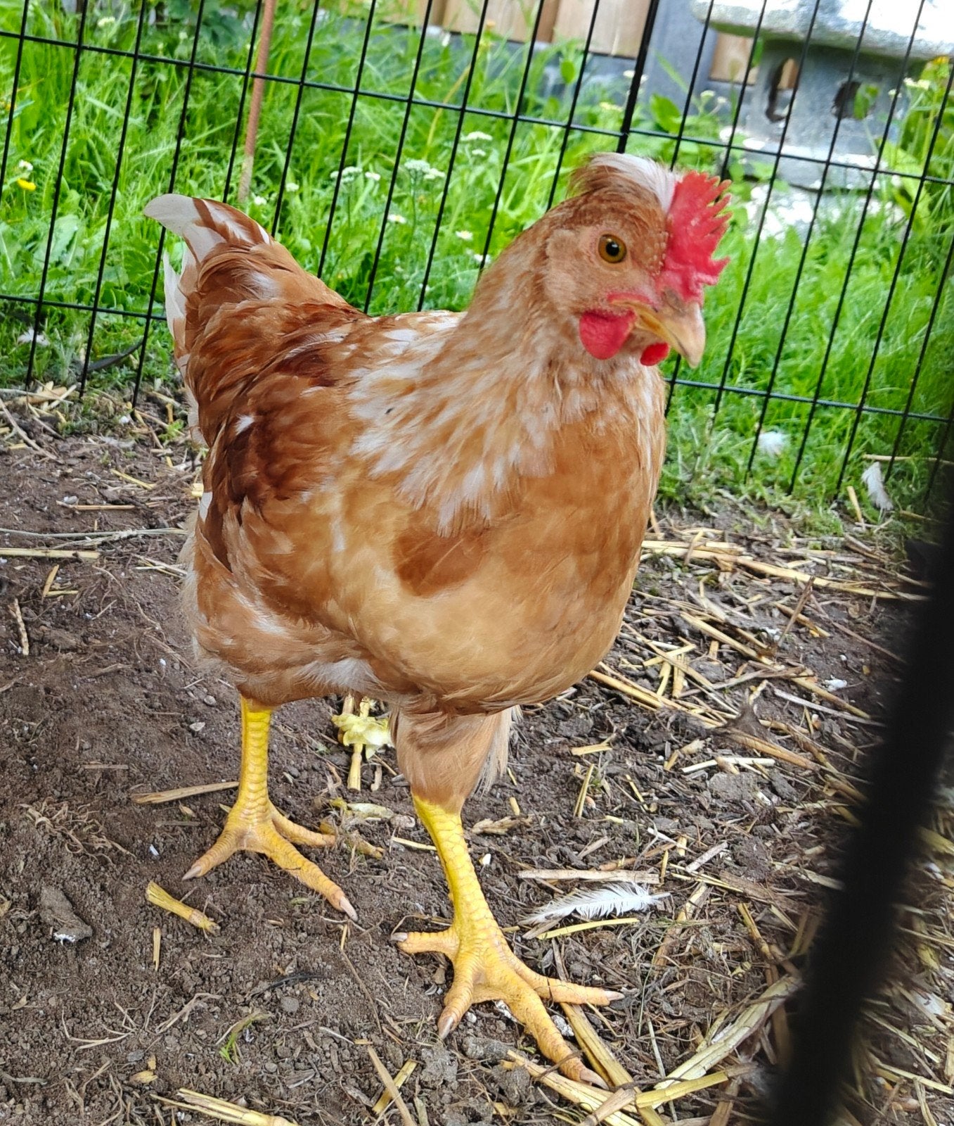 Jonge haan kruising cream legbar en bruine legkip, Dieren en Toebehoren, Pluimvee