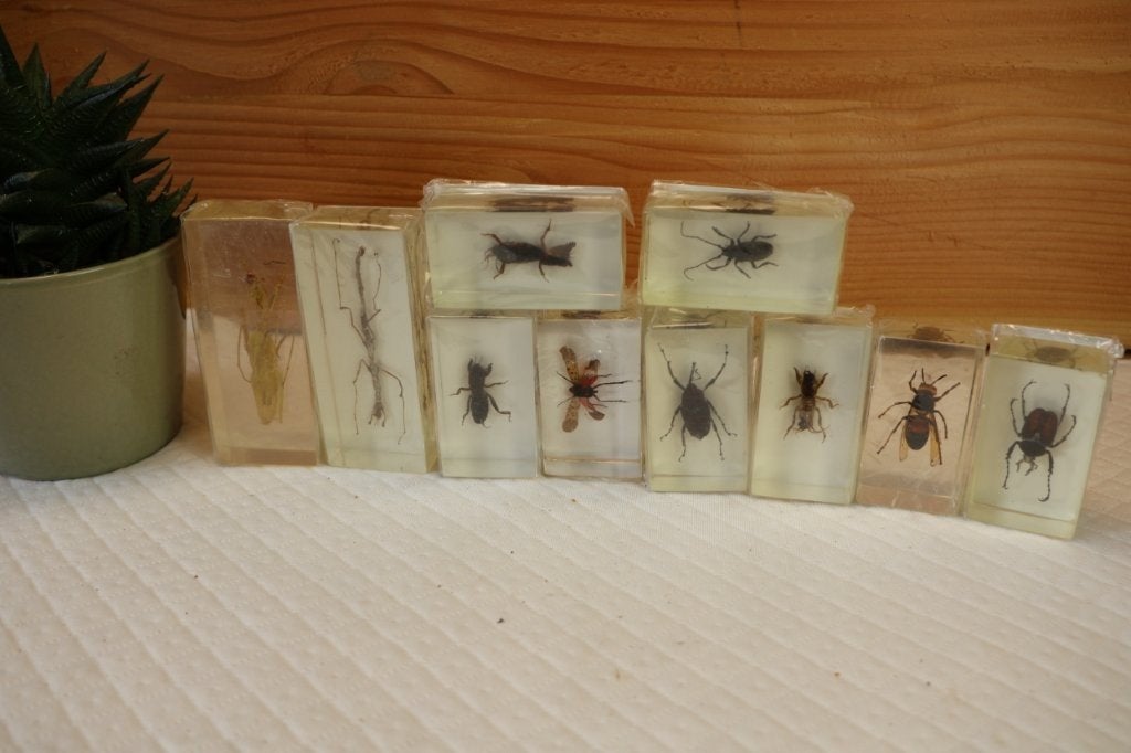 Taxidermie - Opgezette Insecten in epoxy, Enlèvement ou Envoi, Comme neuf, Insecte, Animal empaillé