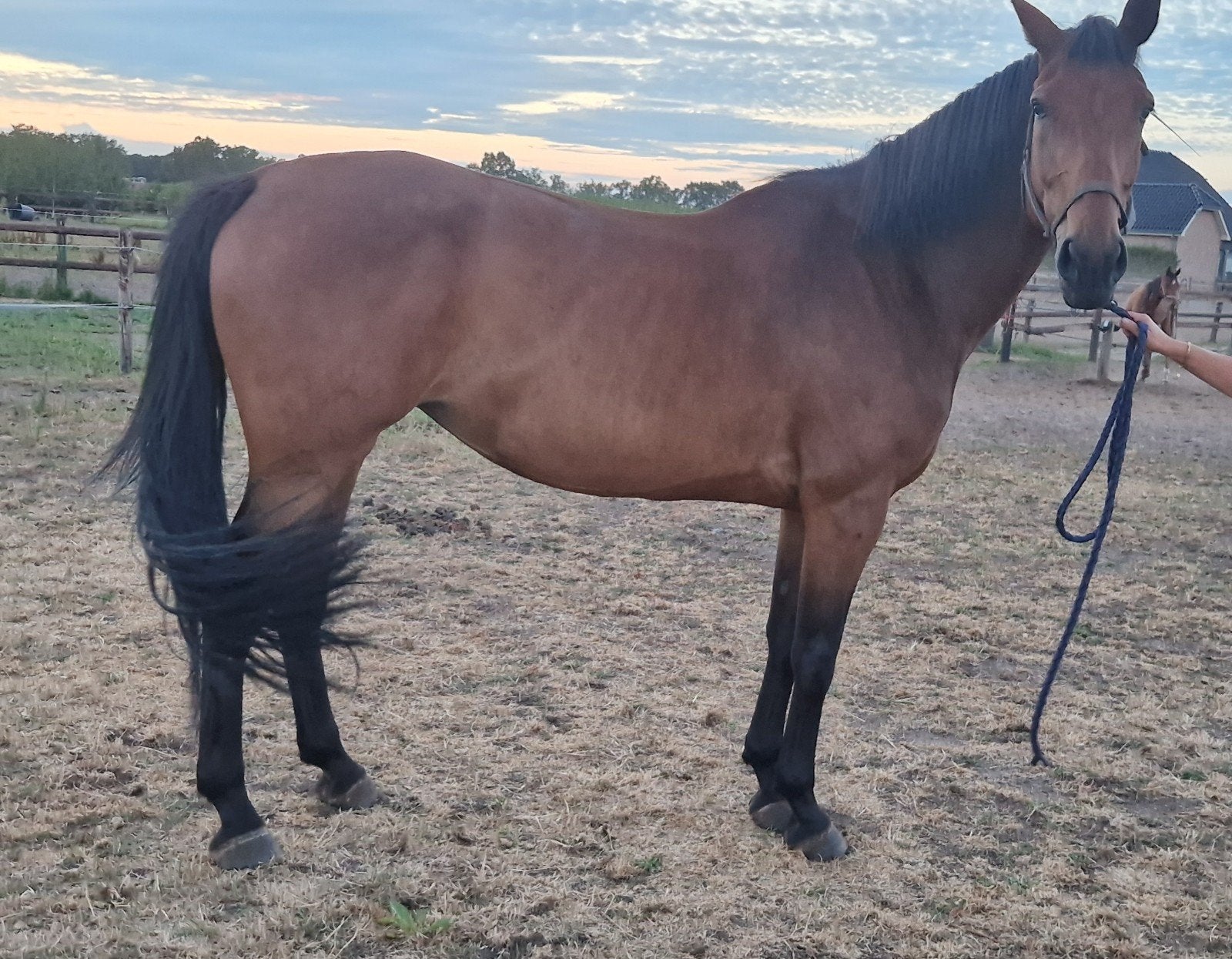 braaf springpaard, M, Cheval de saut, 170 à 175 cm, Jument