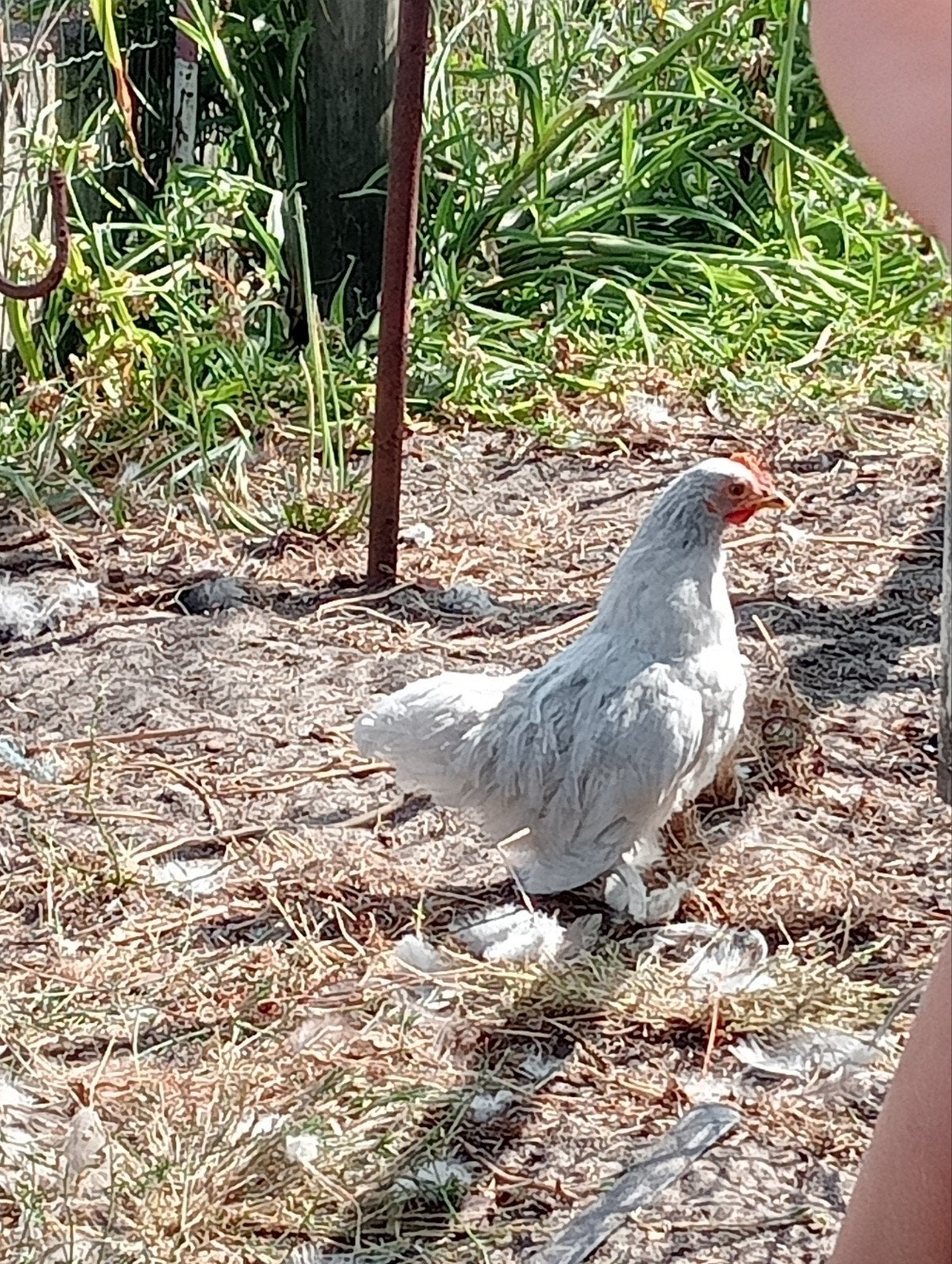 Cochinkriel haan
