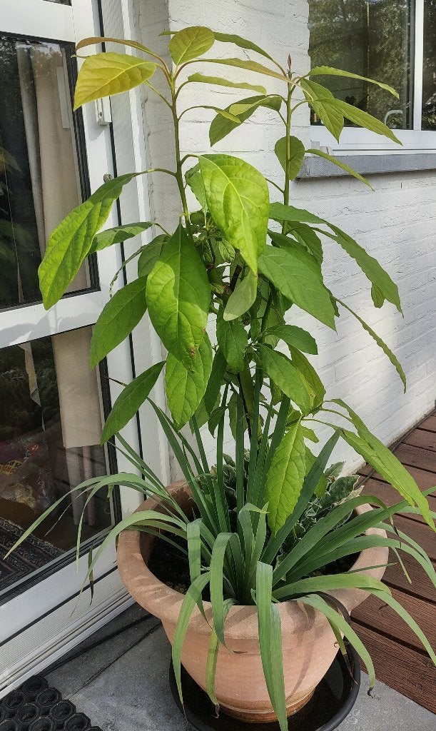Avocado plant, Tuin en Terras, Ophalen, Overige soorten, In pot, Halfschaduw