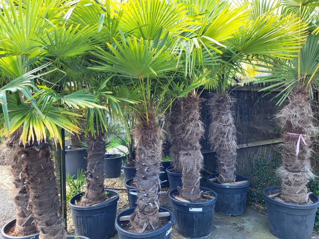 Trachycarpus fortunei 200€/m stam. Verschillende maten., Tuin en Terras, Ophalen