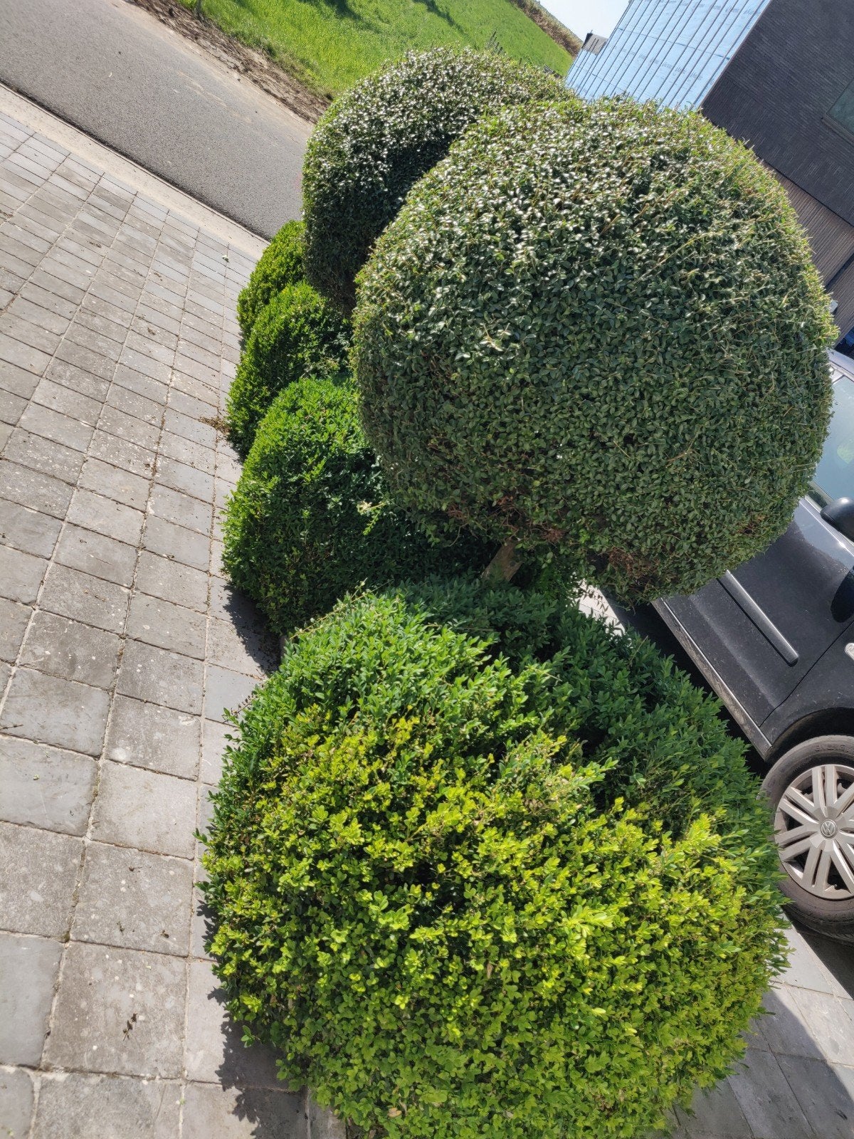 8 grote Buxusbollen te koop, Tuin en Terras, Ophalen, Buxus