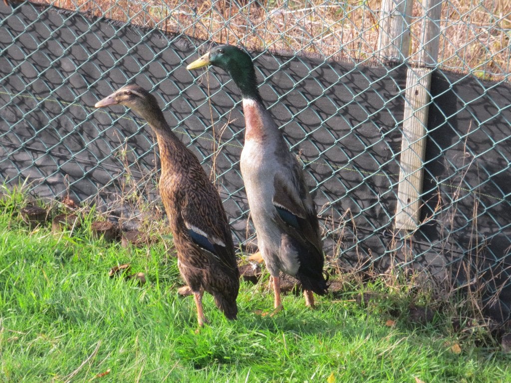Loopeenden Wildkleur, Dieren en Toebehoren, Pluimvee, Meerdere dieren, Eend