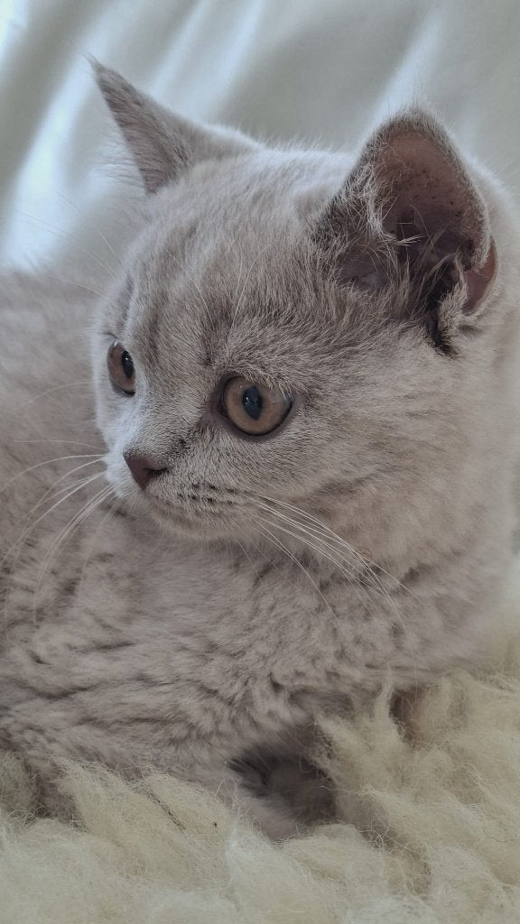 Prachtige Brits Korthaar kittens met afstammingsbewijs, Meerdere dieren, Gechipt, 0 tot 2 jaar