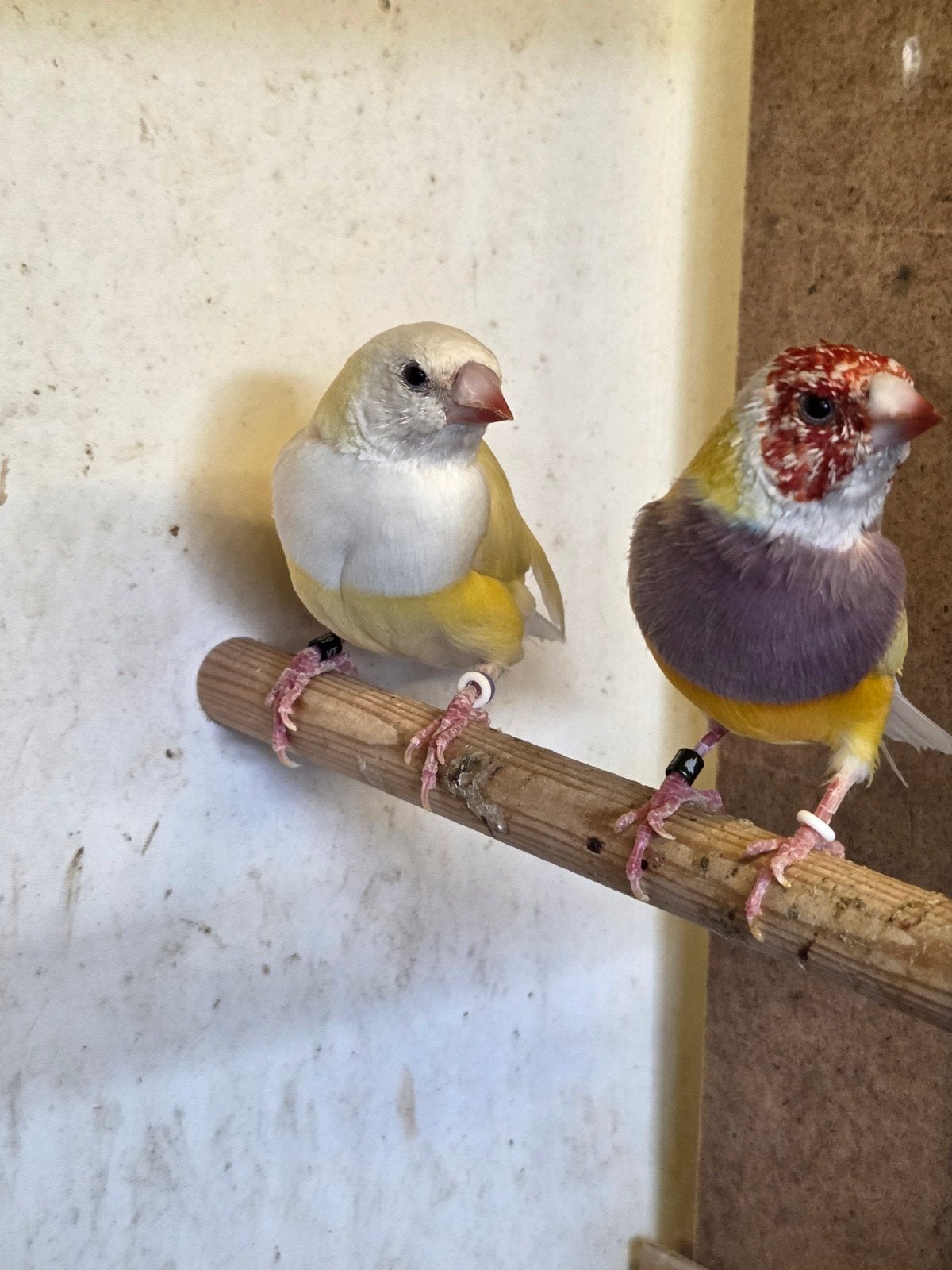 gele gouldamadines gould, Dieren en Toebehoren, Vogels | Overige Vogels