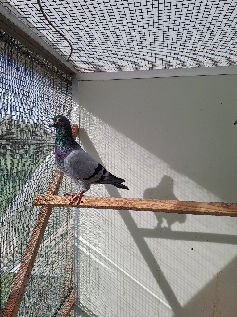 duiven, Dieren en Toebehoren, Meerdere dieren, Postduif
