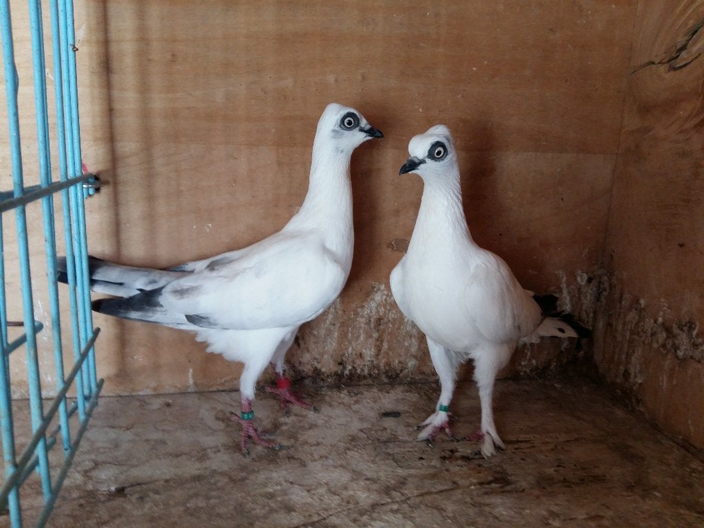 duiven, Dieren en Toebehoren