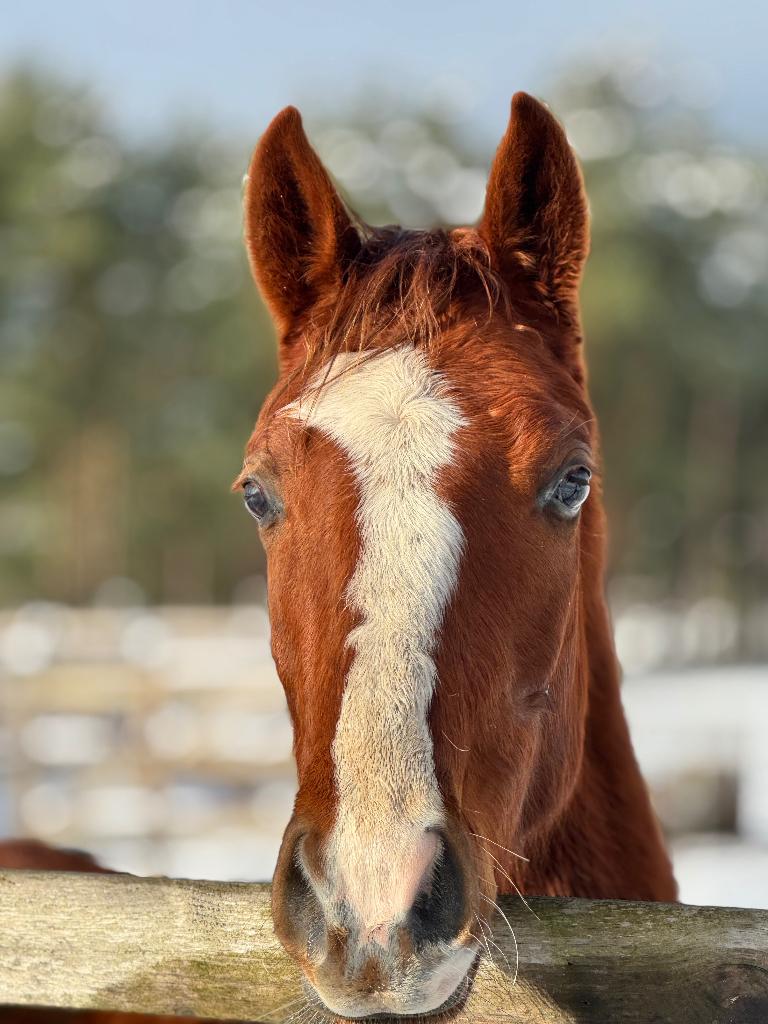 2 jarige hengst, Avec pedigree, 160 à 165 cm, Étalon, 0 à 2 ans