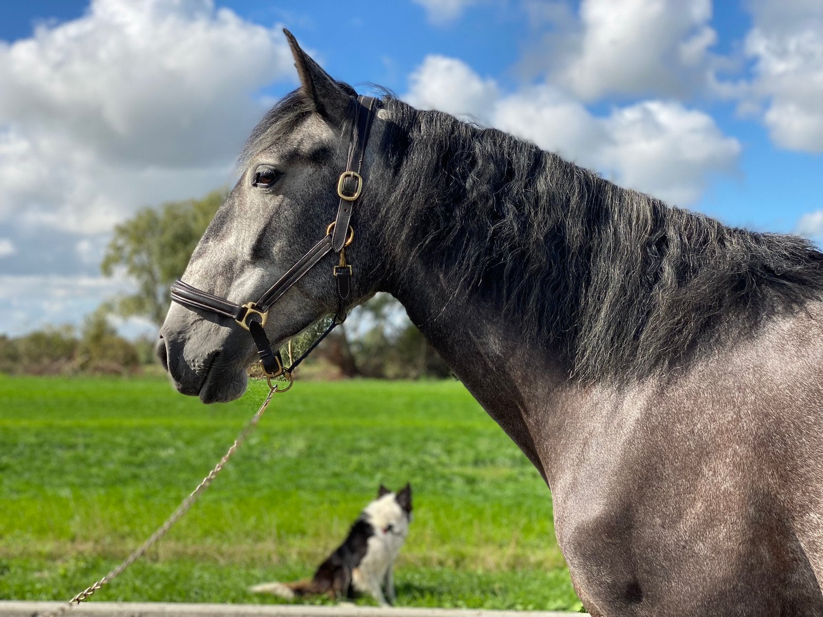 5-jarige Lusitano merrie PSL, Dieren en Toebehoren, Merrie, Zadelmak