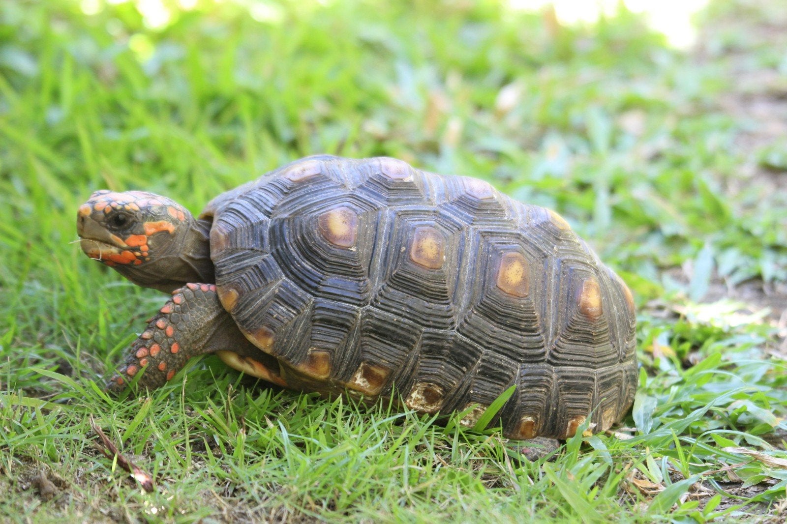 Chelonoidis carbonaria (Accessoire Tortue), Animaux & Accessoires, Enlèvement, Neuf, Autres types
