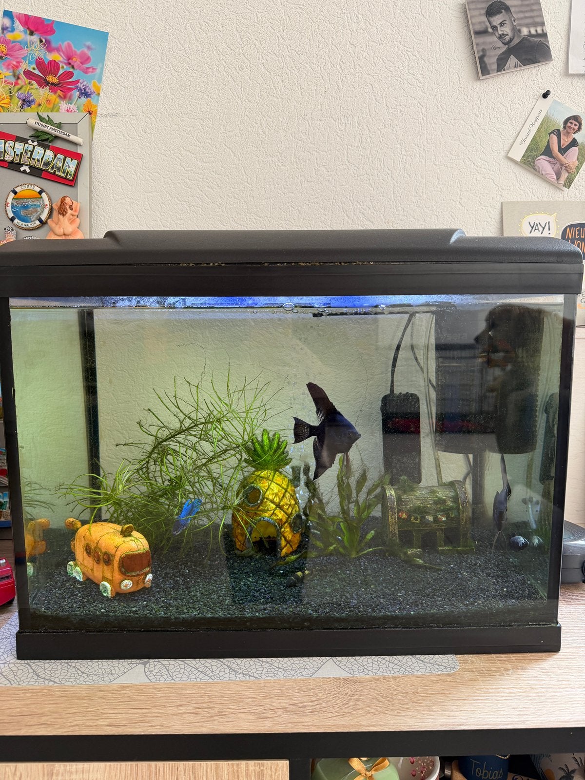 Aquarium 54l met vissen en toebehoren, Ophalen, Inclusief vissen, Zo goed als nieuw