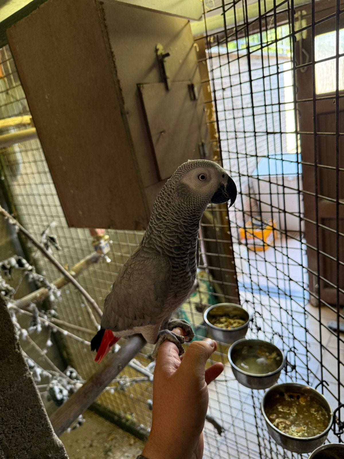 Grijze roodstaarten koppel te koop, Meerdere dieren, Papegaai, Pratend