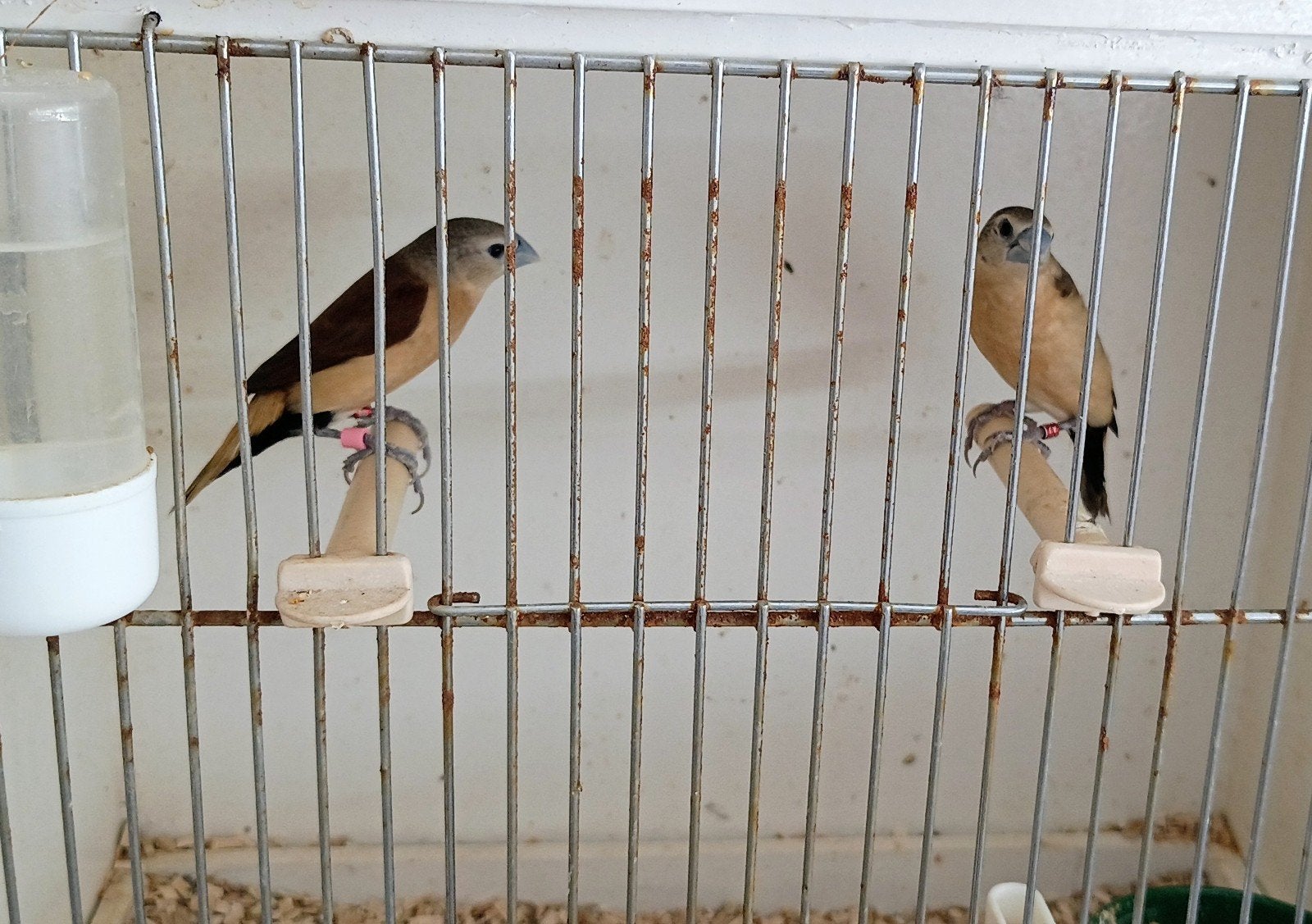 1-3 gele rietvinken te koop, Meerdere dieren, Tropenvogel, Geringd
