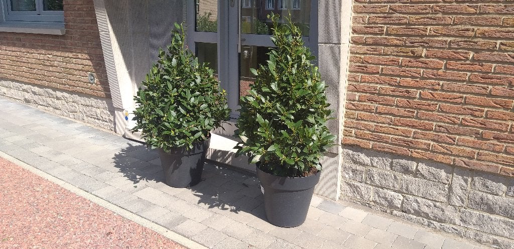 Laurier cuisine en pot, jardin déco, terrasse, restaurant, Jardin & Terrasse, Enlèvement, Laurier